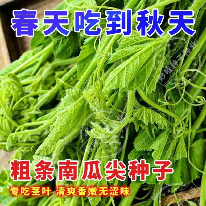 现货热卖无毛南瓜尖种子南瓜颠种子质地柔软无苦涩春夏秋冬四季蔬菜种孑籽Hairless pumpkin shoot seeds, pumpkin top seeds, tender texture.20