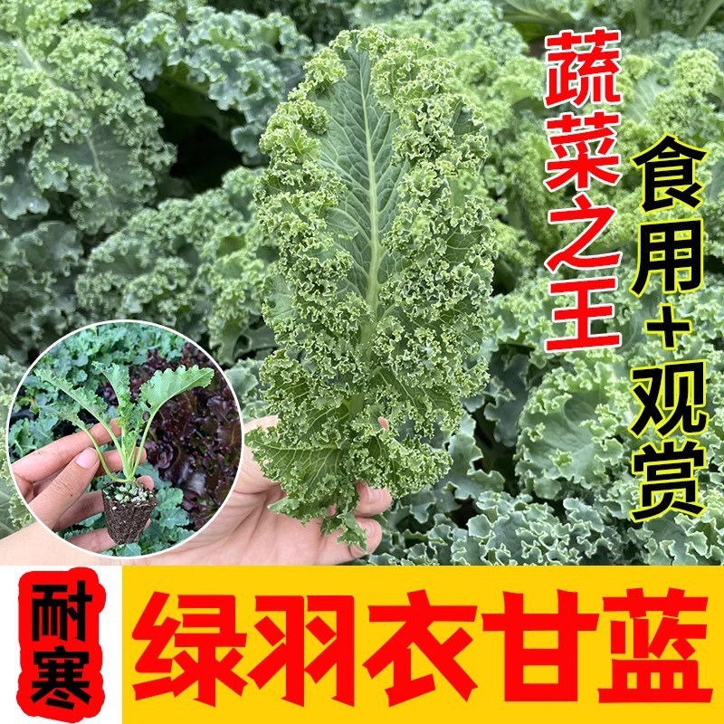 *现货*绿羽衣甘蓝种子皱叶菜种籽叶菜原装四季蔬菜种子大全菜种批发代发Green kale seeds, curly-leaf vegetable seeds, leafy vegetable vari