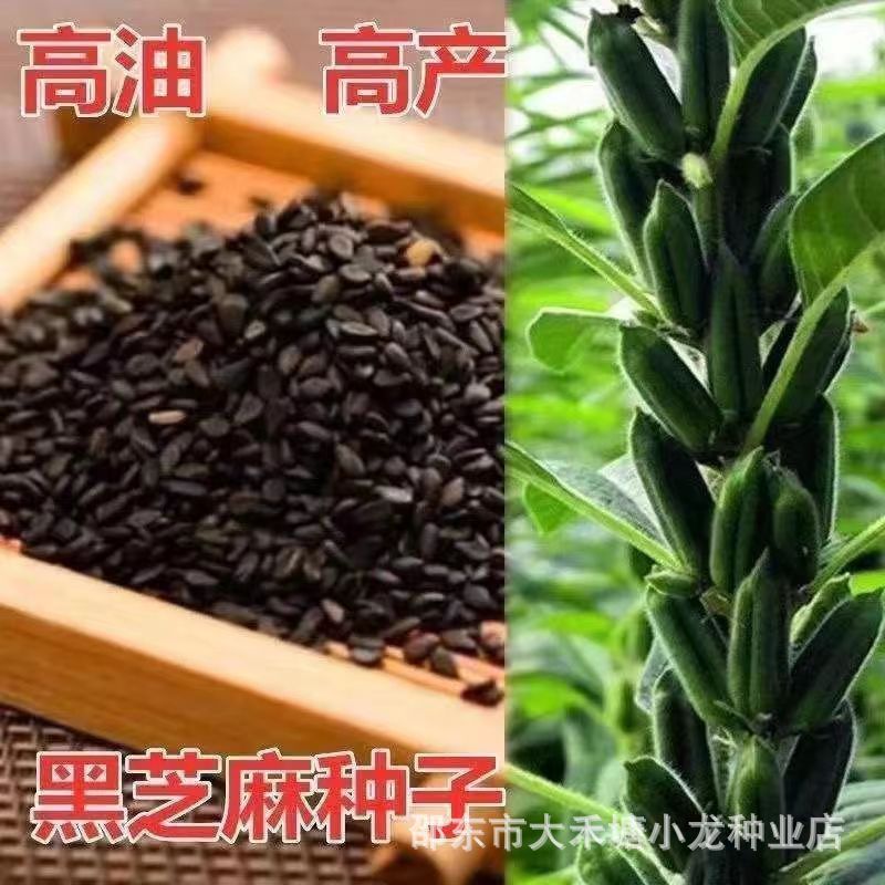*现货*黑芝麻种子优质非转基因白芝麻种子早熟传统食用两用高油芝麻种籽High-quality, non-GMO black sesame seeds and white sesame seeds.20
