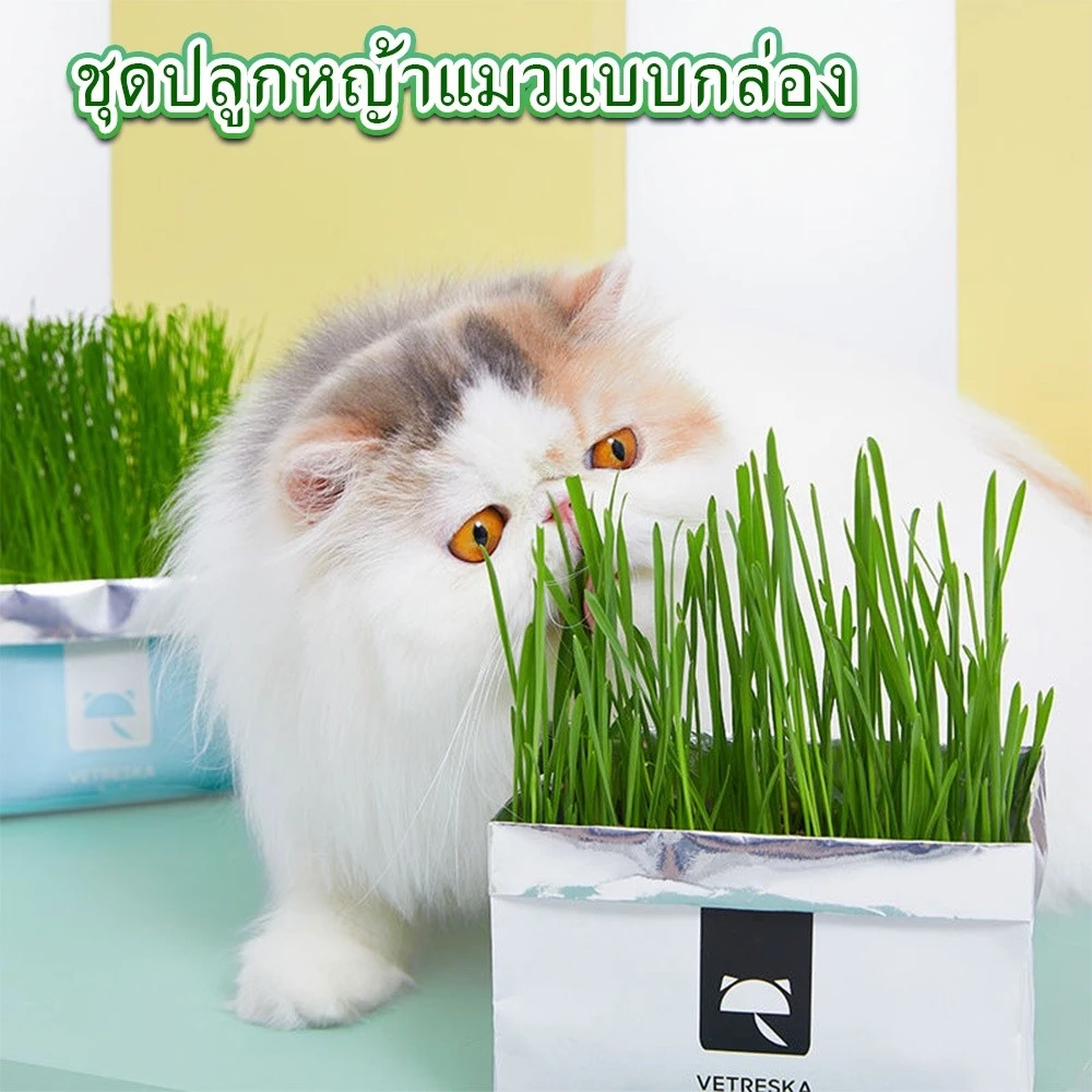 YTLหญ้าแมว ชุดปลูกหญ้าแมว สินค้าครบชุดพร้อมปลูกทันที ต้นอ่อนข้าวสาลี หญ้าเเมว สำหรับสัตว์เลี้ยง ขนมแ thumbnail 3