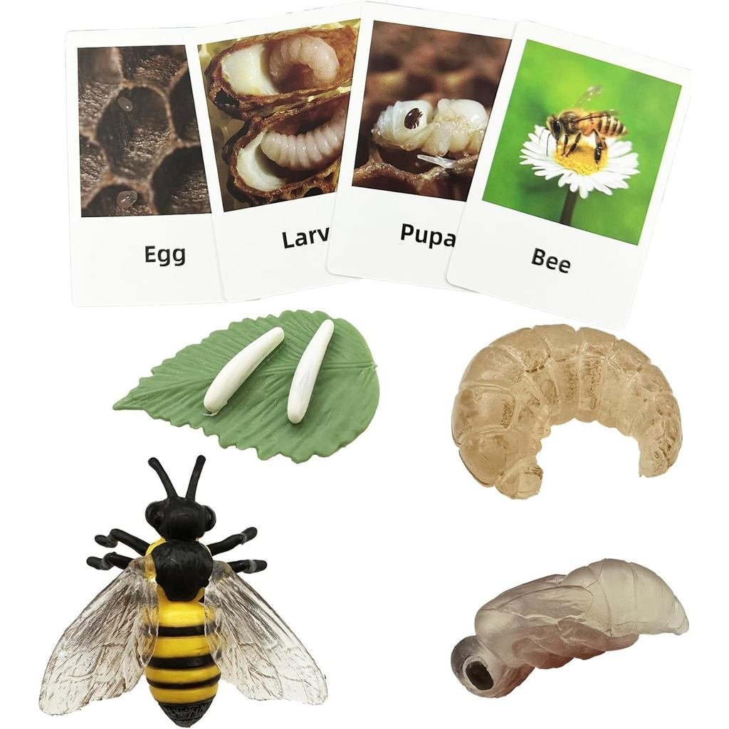 Mbrain 4pcs Bee Growth Cycle with Flash Cards,Life Cycle Learning & Education Toys,Montessori Toys,G