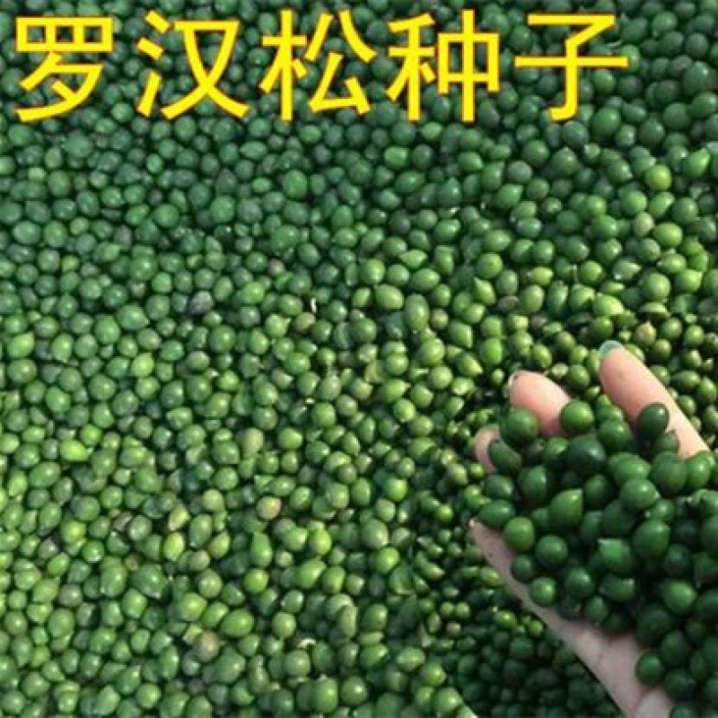 Miye Arhat Pine Seed Arhat Pine Broadleaf Arhat Pine Solid Green Diamond Dali Arhat Pine ใบแคบ ใบสั้