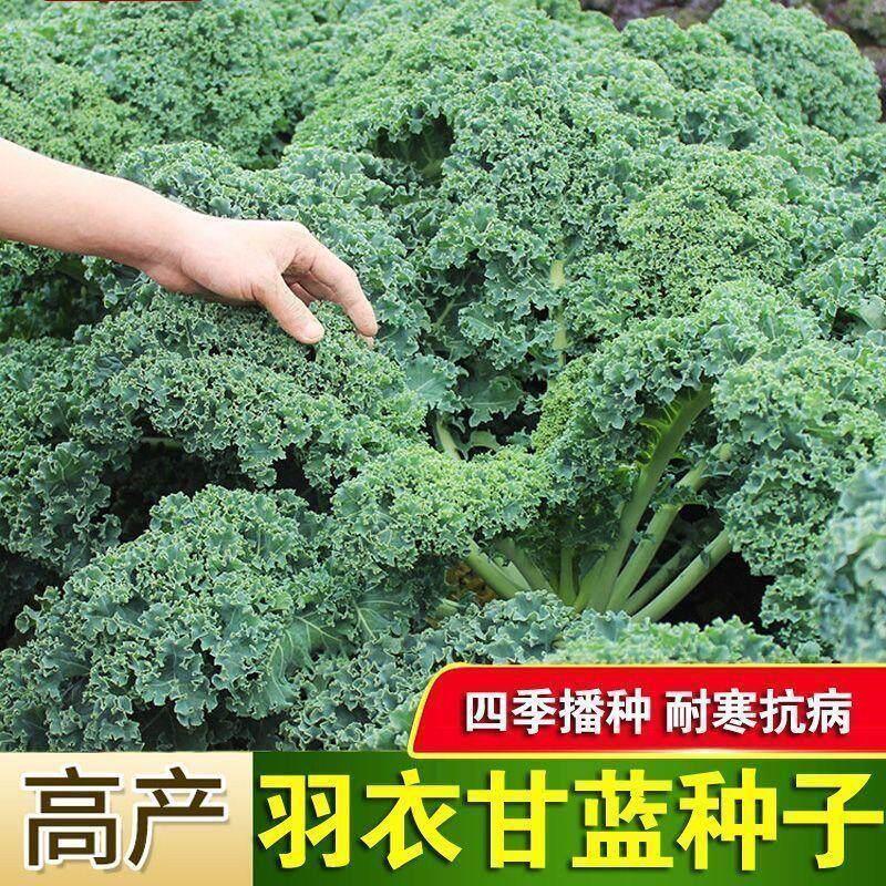 现货羽衣甘蓝种子羽绿叶甘蓝种子阳台盆栽易种四季播耐寒蔬菜种子大全Kale seeds, green leaf kale seeds, balcony20260405