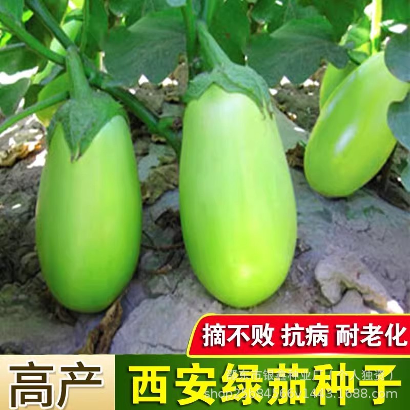 现货热卖绿罐茄种子青茄子种子茄子种籽原装四季蔬菜种子大全Green-can eggplant seeds, green eggplant seeds, eggplant seedlings, orig