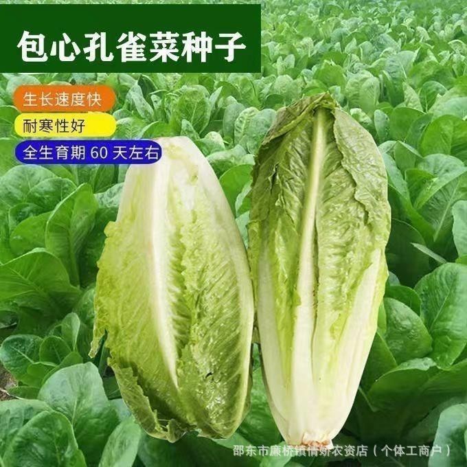 现货热卖奶油沙拉菜包心孔雀菜种子罗马生菜四季高产耐热包心脆嫩蔬菜速生Butterhead lettuce, heart-shaped kale seeds, Roman lettuce20260403