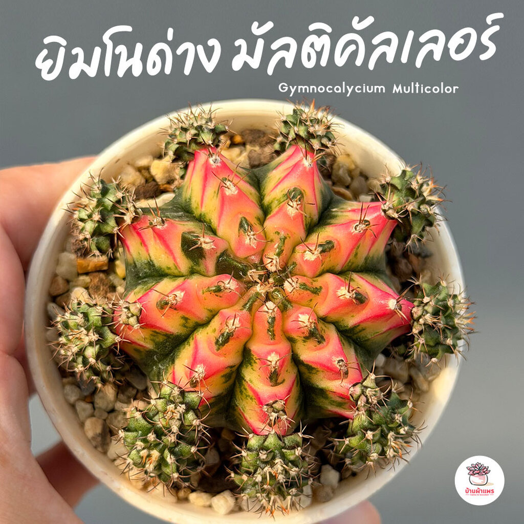 ยิมโนด่าง มัลติคัลเลอร์ ชำหน่อ Gymnocalycium Multicolor แคคตัส กระบองเพชร cactus&succulent