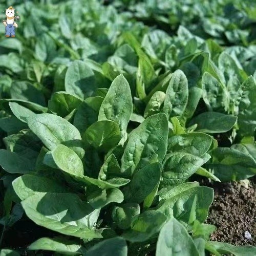 ปวยเล้ง เมล็ดพันธุ์ Spinach Seeds - งอกง่าย 100เมล็ด ใบใหญ่มากทานอร่อย เมล็ดปวยเล้ง Chinese Spinach Vegetable-PPOP SEEDS - รูปที่ 3