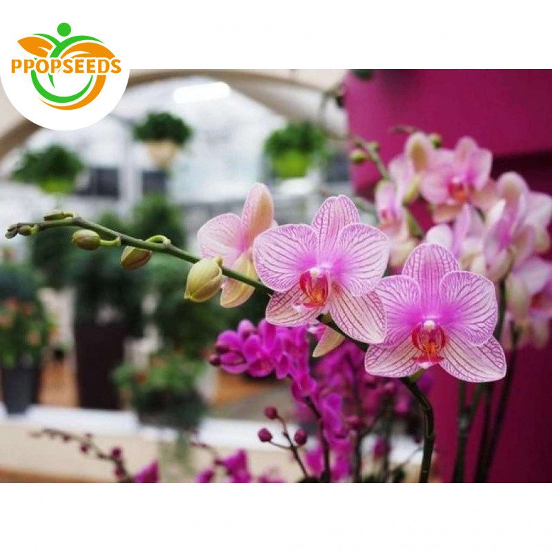Phalaenopsis Orchid Seeds Sale Potted Flowering Plants Seeds Gardening Bonsai Flower Seeds Indoor-PP