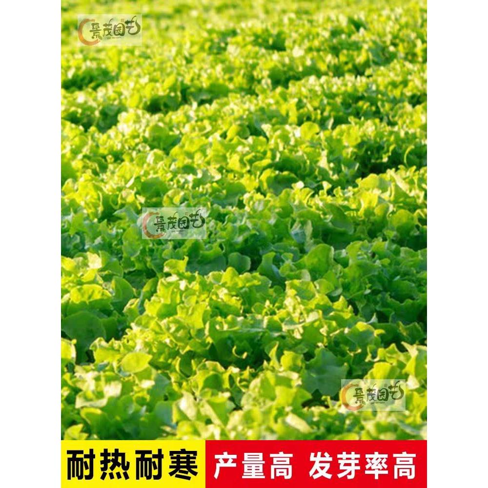 现货玻璃生菜种子四季球生菜种子蔬菜菜种子阳台庭院盆栽春秋季易播种Glass lettuce seeds, four-season round lettuce seeds, vegetables2026