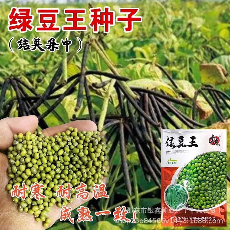*现货*绿豆种子小绿豆芽苗菜黑豆红小豆种籽原装四季蔬菜种子大全代批发Mung bean seeds, small mung bean sprouts, black beans, adzuki bean