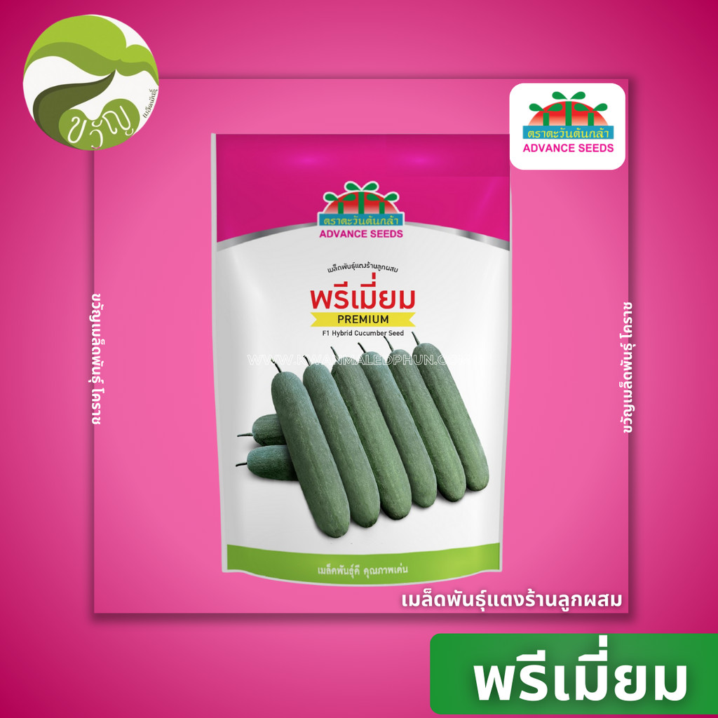 พรีเมี่ยม แตงร้าน แตงร้านลูกผสม ตราตะวันต้นกล้า ลอตใหม่ล่าสุด