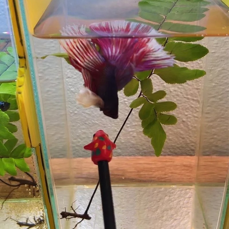 แท่งตลกปลากัด ไม้ฝึกปลากัด ไม้เหยื่อปลากัด หลากหลายรูปแบบ ใช้ดึงดูดปลากัด และสามารถทําได้ว่ายน้ําได้สวยงาม - รูปที่ 3