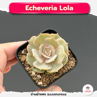 รวมกุหลาบหินและไม้อวบน้ำ หลายสายพันธุ์ ส่งทั้งกระถาง cactus&succulent