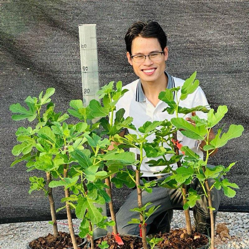 ต้นมะเดื่อฝรั่งสายพันธุ์ Jin Ao Fen มะเดื่อฝรั่งจินโอเฟ่น สูง 60-70 ซม. ขนาดต้นใหญ่อายุพันธุ์ 1 ปี ราคา ถูกที่สุด ดีลบีเคเค แกลเลอรีภาพที่ 5