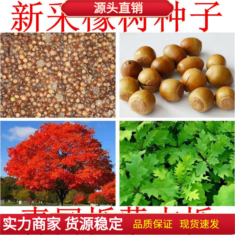 Oak Seed มองโกเลีย Oak Tree Oak Tree Seed มองโกเลีย Oak Elephant Tree Oak Seed Oak Tree 26403A8/28