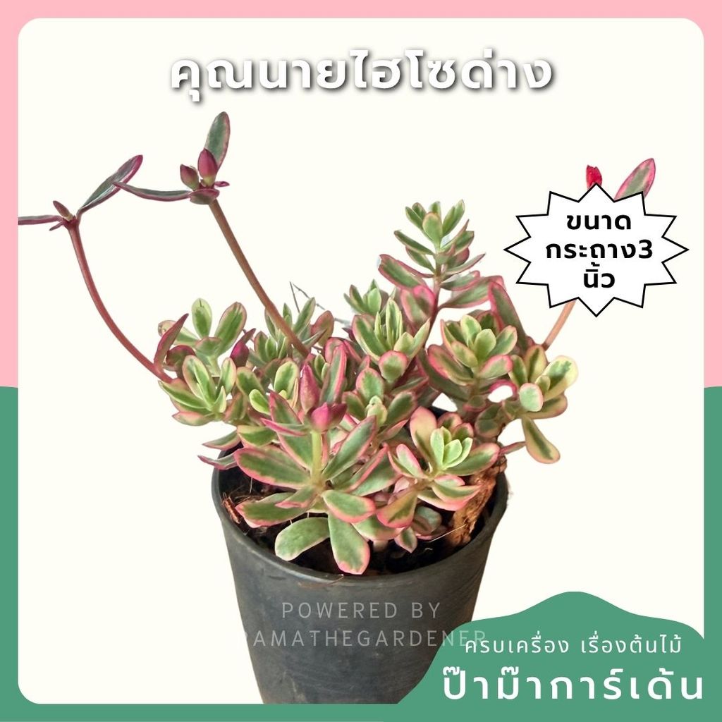 คุณนายไฮโซด่าง กระถาง 3 นิ้ว - Portulaca Grandiflora Variegated