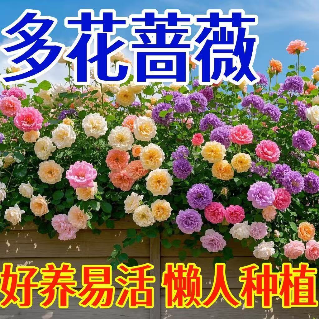 สต็อกพร้อม การจัดส่งด่วน [E-Commercial Dedicated] Rose Flower Seed Climbing Vine Rose Flower Seed Bl
