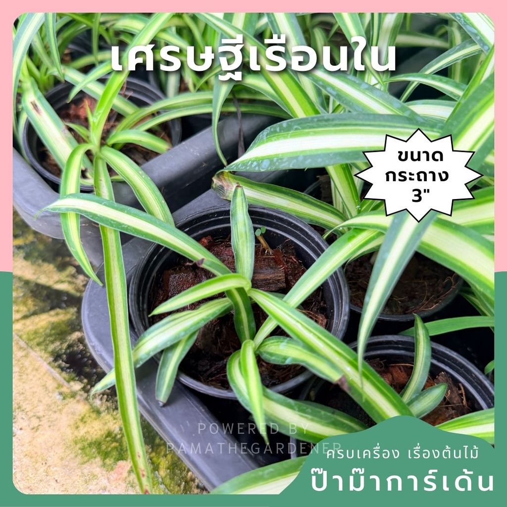 เศรษฐีเรือนใน ส่งพร้อมกระถาง 3 นิ้ว