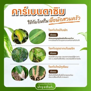 คาร์เบนดาซิม – ตราช้างดาซิม – Carbendazim – สารป้องกันและกำจัดโรคพืช (เชื้อรา)