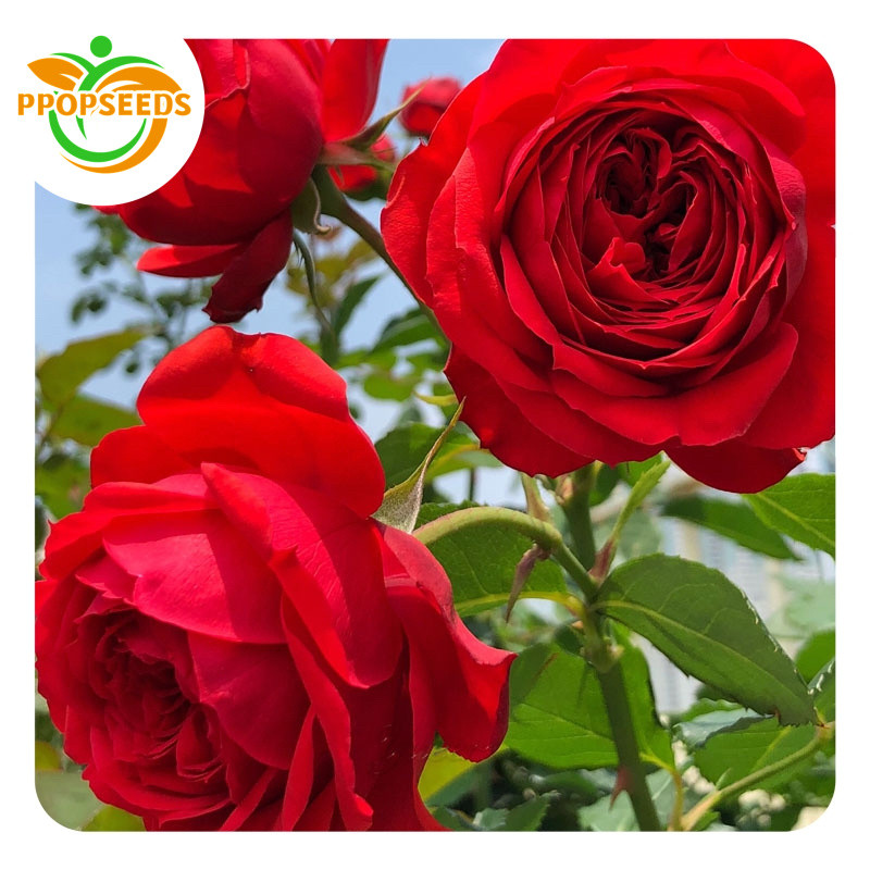 100PCS/PACK Red Rose Seeds for Planting - Gardening Bonsai Fragrant Red Rose Flower Seeds-PPOP SEEDS