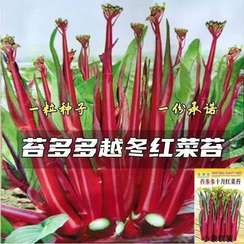 现货热卖十月红菜苔种子改良高产红油菜苔秋季种植阳台抗病寒过冬蔬菜种籽October Red Mustard Greens Seed Improvement for High-Yield Red Oil