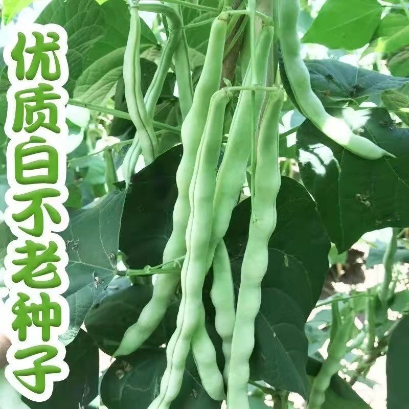 *现货*九粒白种子无架豆芸豆豇豆种籽原装四季四季蔬菜豆角种孑大全批发Nine white seeds, poleless bean, kidney bean, long bean seeds, ori
