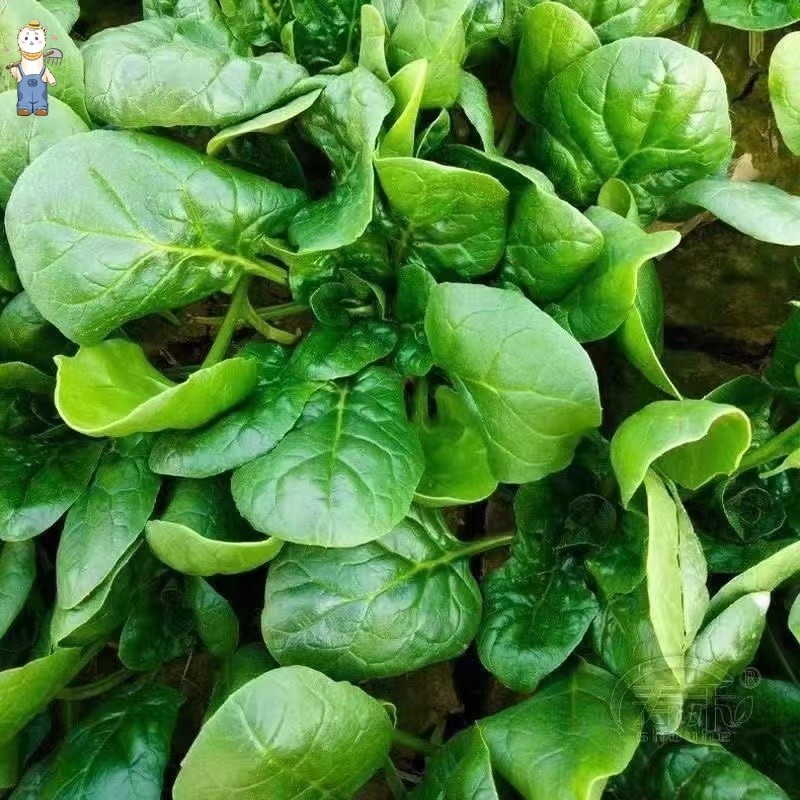 ปวยเล้ง เมล็ดพันธุ์ Spinach Seeds - งอกง่าย 100เมล็ด ใบใหญ่มากทานอร่อย เมล็ดปวยเล้ง Chinese Spinach Vegetable-PPOP SEEDS - รูปที่ 4