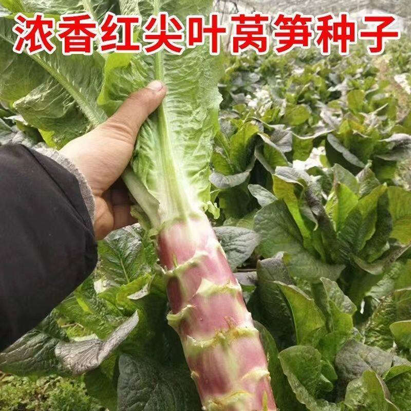 现货热卖耐寒红尖叶莴笋种子籽红莴苣莴笋种籽大田庭院秋冬季四季蔬菜种子Cold-resistant red-leaf lettuce seed, red lettuce, lettuce stalk20