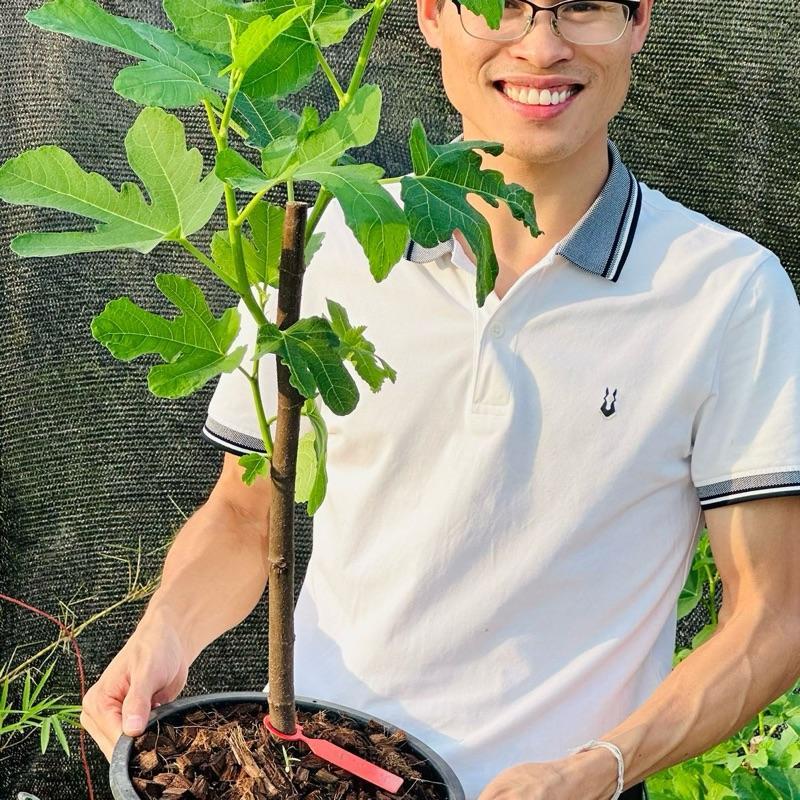 ต้นมะเดื่อฝรั่งสายพันธุ์ Jin Ao Fen มะเดื่อฝรั่งจินโอเฟ่น สูง 60-70 ซม. ขนาดต้นใหญ่อายุพันธุ์ 1 ปี ราคา ถูกที่สุด ดีลบีเคเค แกลเลอรีภาพที่ 3