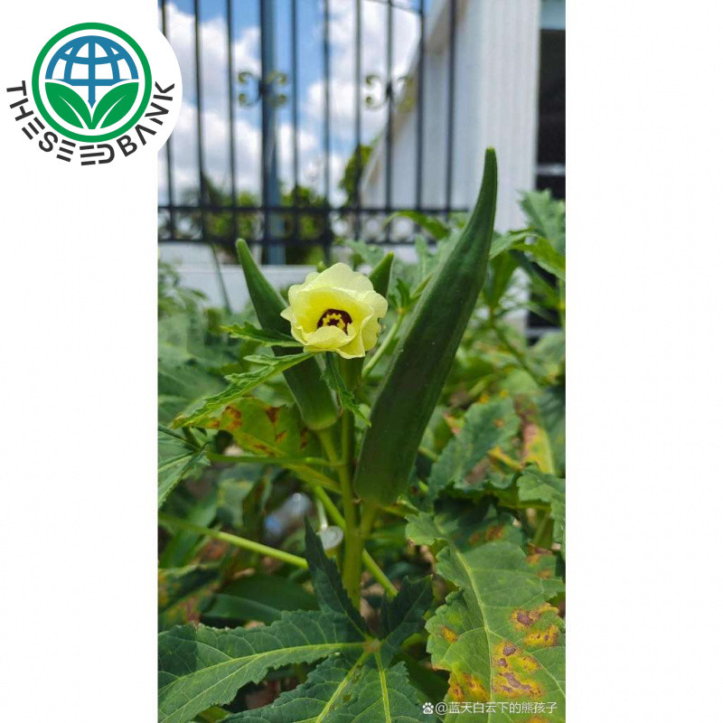 20 เมล็ด OKRA SEEDS Family vegetable garden กระเจี๊ยบเขียว สวนครัว การเก็บเกี่ยว พันธุ์ที่ได้รับการป