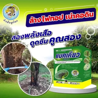 (ยกลัง 6/12 กก) แบคเคียว 2 พลังบวก ยับยั้งเชื้อราแบคทีเรีย ล้างไฟทอปเธอร่าทุเรียน รากเน่า โคนเน่า เน่าเละ ฉีดผ่าดอกได้