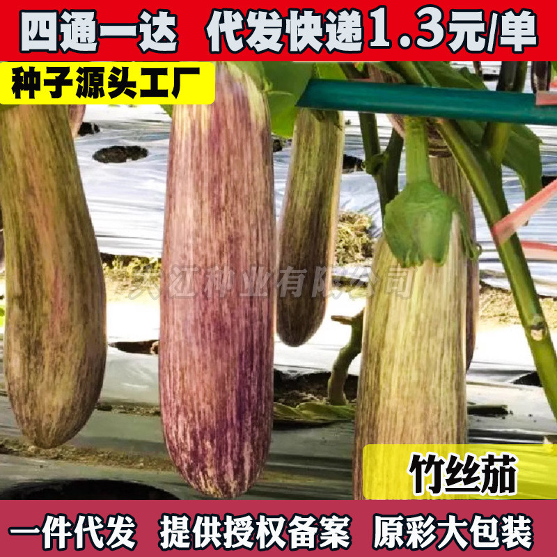 现货金丝茄种子早熟抗病花茄竹丝茄种籽春秋四季彩茄种孑大全Early-maturing, disease-resistant flower eggplant and bamboo-thread eggp