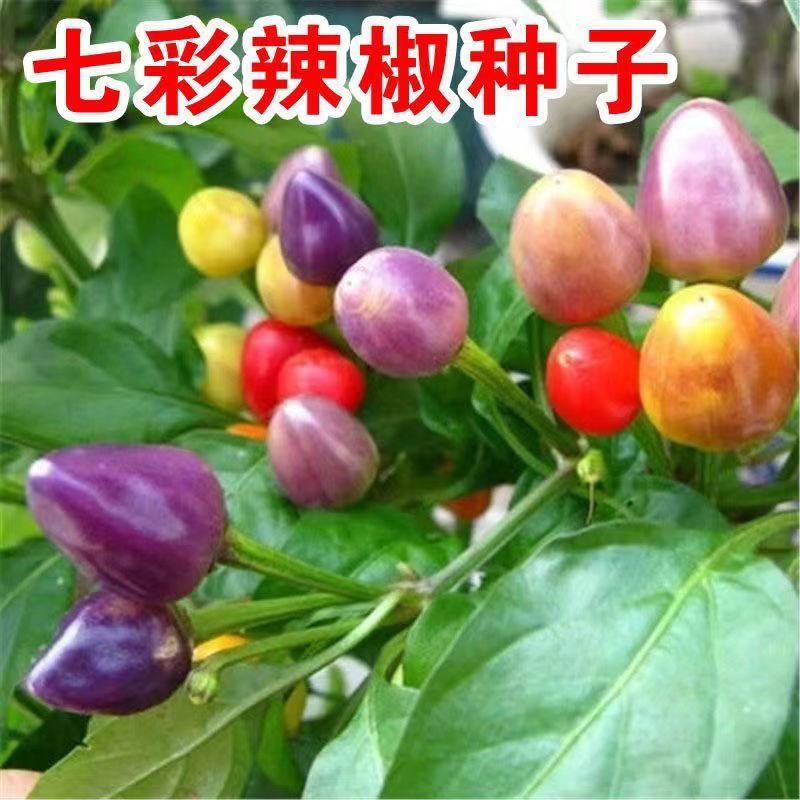 现货热卖七彩椒种子春季广西五彩椒辣椒种籽阳台观赏盆栽四季蔬菜种籽Colorful pepper seeds, spring season, Guangxi five-color pepper chil