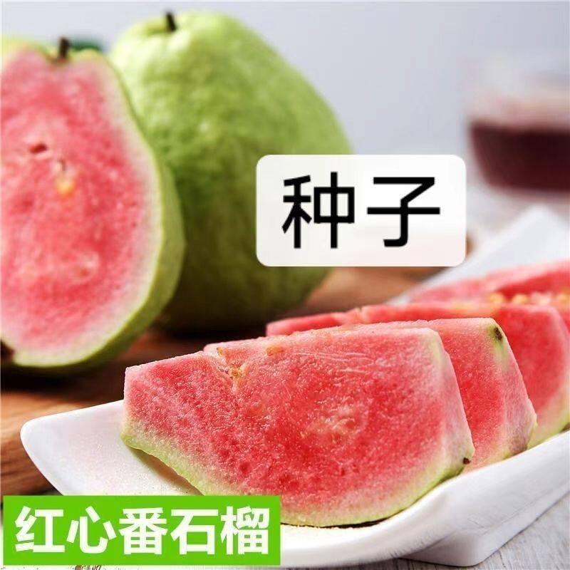 现货热卖软糯香甜红心芭乐番石榴种子芭比乐番石榴种子四季种植好养易成活Soft, glutinous, fragrant and sweet red-fleshed guava seeds Barbie