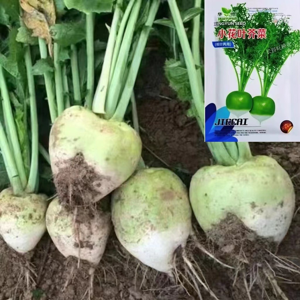 *现货*介菜种籽秋季光头芥菜种子小花叶大芥菜种子辣疙瘩辣菜芥菜疙瘩Mustard seeds, autumn variety; bare-leaf mustard seeds, small-leaf 