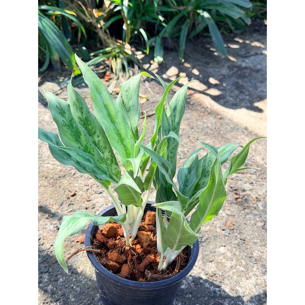 มุมมอง 5