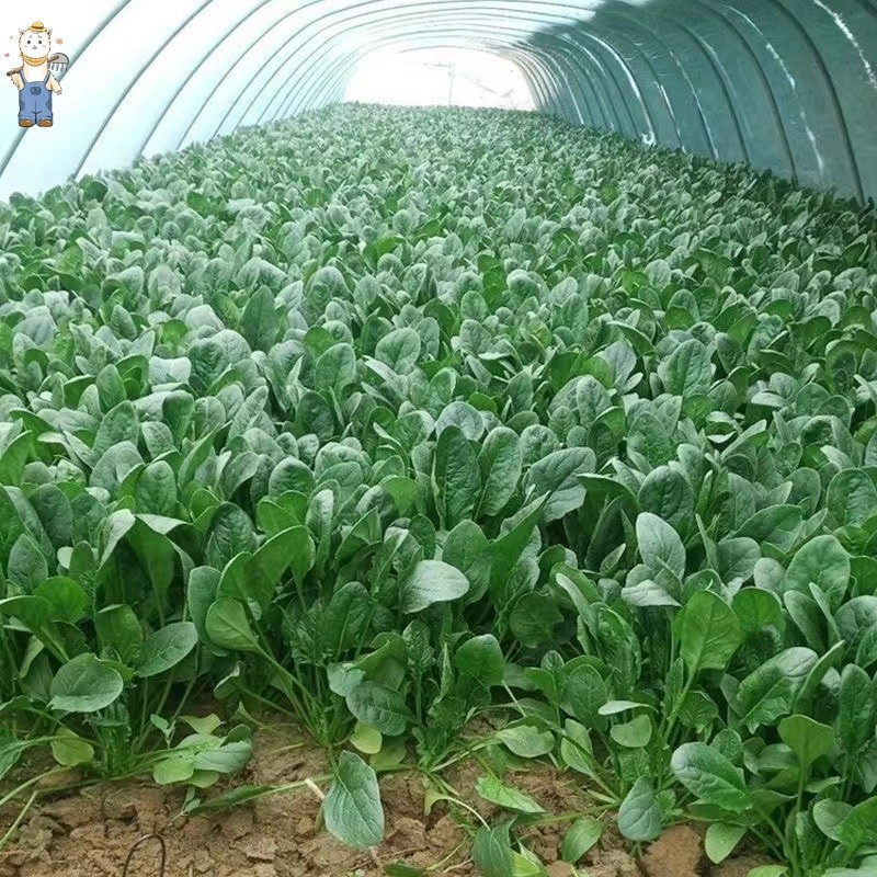 ปวยเล้ง เมล็ดพันธุ์ Spinach Seeds - งอกง่าย 100เมล็ด ใบใหญ่มากทานอร่อย เมล็ดปวยเล้ง Chinese Spinach Vegetable-PPOP SEEDS - รูปที่ 6