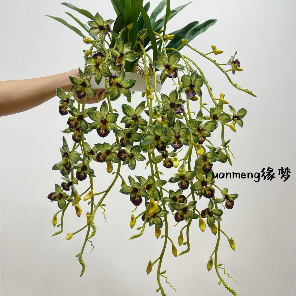 จําลอง Houndstooth Orchid งานแต่งงานตกแต่งตกแต่งบ้าน Spider Orchid Houndstooth Blue Vine Orchid บอนไ