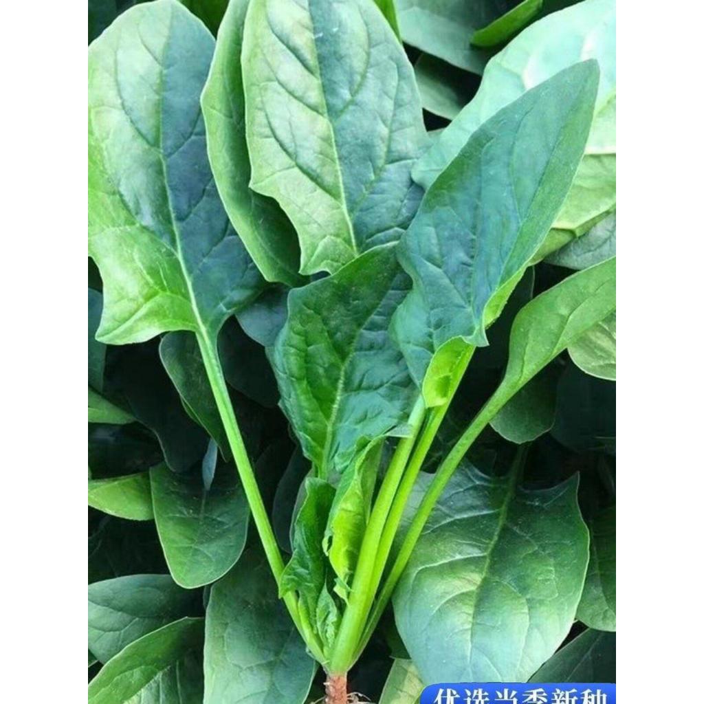 现货本地土菠菜种子籽红根小尖叶菠菜种子耐高温四季青菜蔬菜种子大全Local native spinach seeds, red-rooted, with small, pointed leaves.2