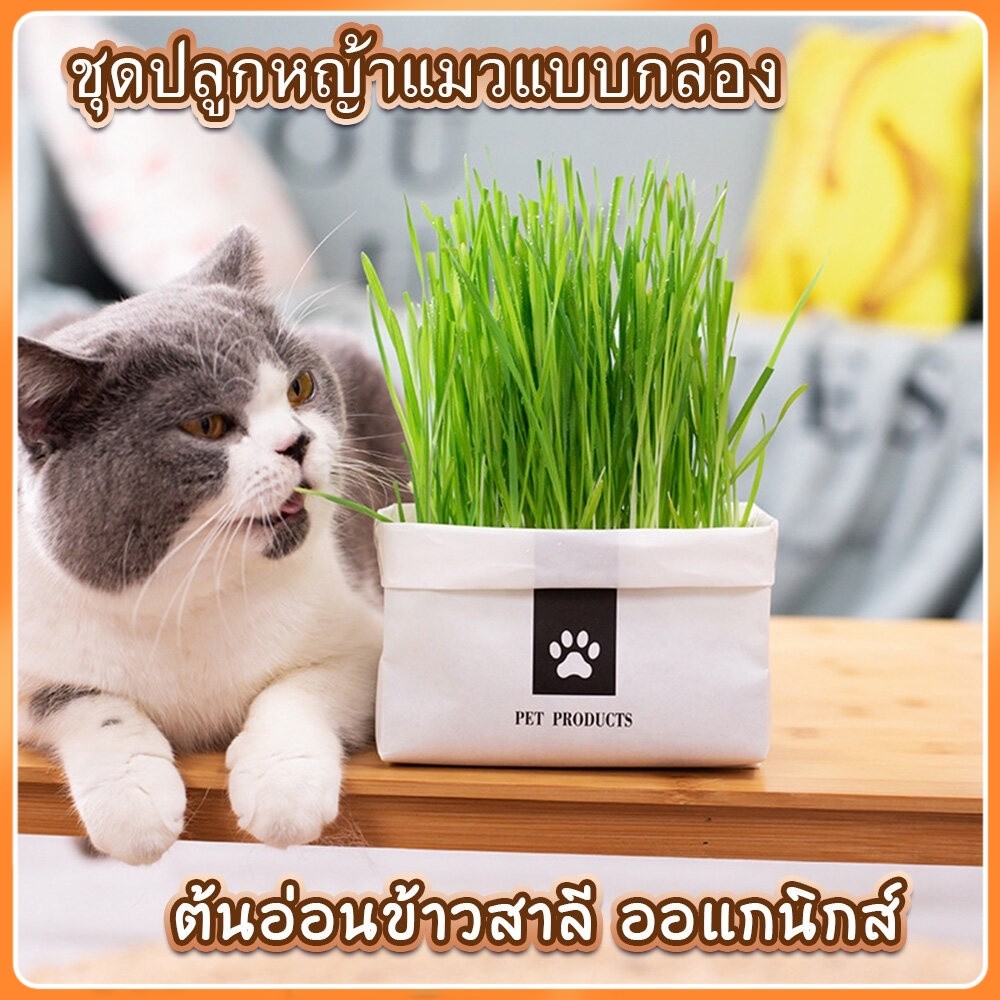 😍ชุดปลูกหญ้าแมว😍แบบถุงปลูกง่ายแค่เติมน้ำ ออแกนิกส์ ต้นอ่อนข้าวสาลี หญ้าเเมว สำหรับสัตว์เลี้ยง หญ้าแมว หญ้าแมว ออร์แกนิค