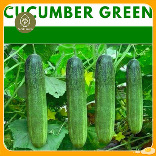 100 seeds CUCUMBER Green vegetable repacked seeds gardening