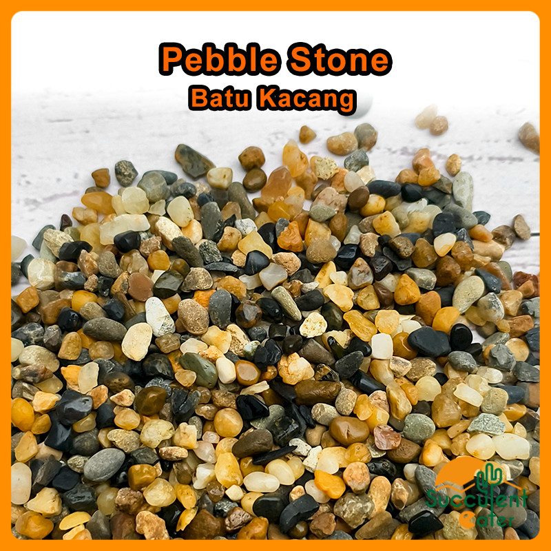 (1 กก.) Pebble Stone Pebble Wash Floor Epoxy Gardening Landscape ตกแต่ง Batu Kacang Hiasan Hormonal 