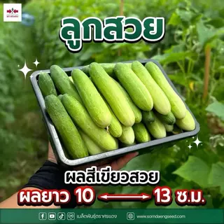 แตงกวา ป๊อปอัพ ศรแดง ขนาด 50 กรัม ติดดก ลูกสวย รวยเร็ว ทนโรคไวรัส สามารถปลูกได้ทุกฤดู ปลูกได้ทุกพื้นที่
