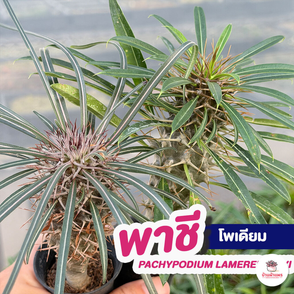 พาชีโพเดียม ลาเมอริไอ เกยี่ Pachypodium Lamerei Geayi ต้นปาล์มแห่งมาดากัสการ์ ไม้อวบน้ำ กุหลาบหิน Cactus&Succulent