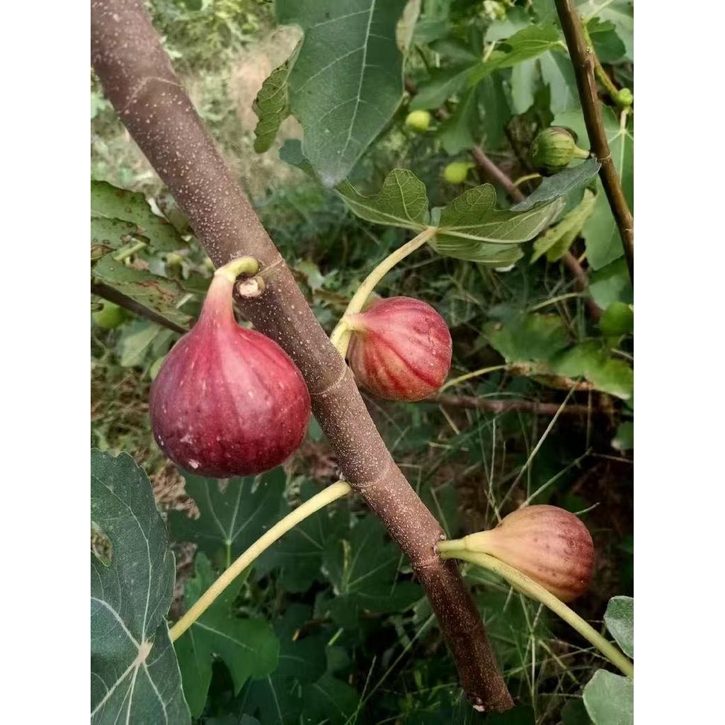 【สวนมะเดื่อฝรั่งในบ้าน】เมล็ดพันธุ์มะเดื่อฝรั่งแท้ 600 เมล็ด | ปลูกง่าย ให้ผลหวาน อุดมสารอาหาร เก็บกินได้ทั้งปี - รูปที่ 4