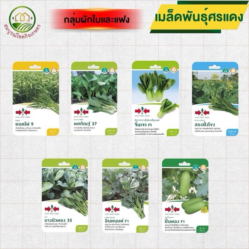 เมล็ดพันธุ์ศรแดง (ซองกระดาษเล็ก) กลุ่มผักใบและแฟง ความงอกดี ปลูกง่าย ปลูกได้ทุกพื้นที่ ทุกฤดู