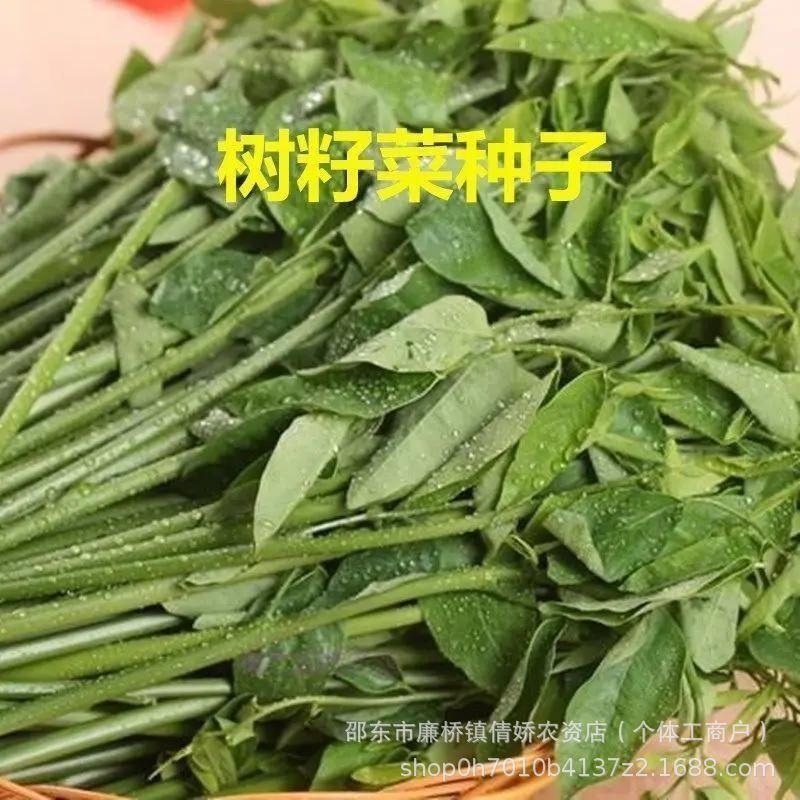 现货热卖树仔菜种子五指山树菜种子五指山野菜越南菜种子四季可种家庭小院Tree vegetable seeds, Wuzhishan tree vegetable seeds, Wuzhishan.20