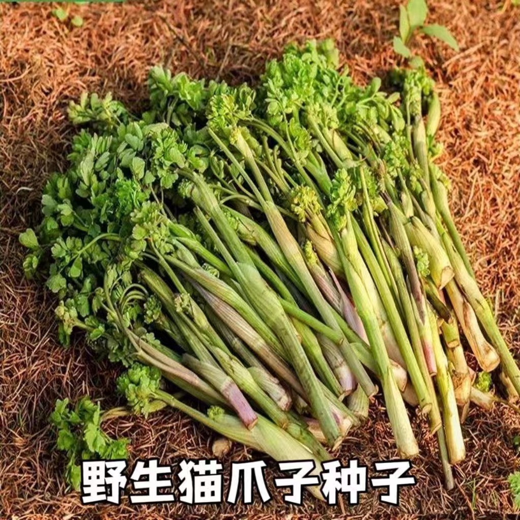 *现货*山野菜野生猫爪子种子唐松菜营养美味凉拌炒煮蘸酱东北山野菜种子Mountain wild vegetables, wild cat’s claw seeds, Doraji greens – n