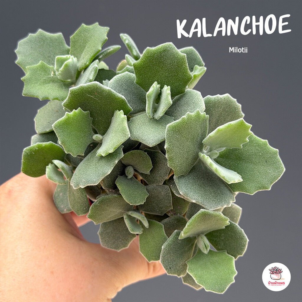 Kalanchoe Milotii ไม้อวบน้ำ กุหลาบหิน cactus&succulent