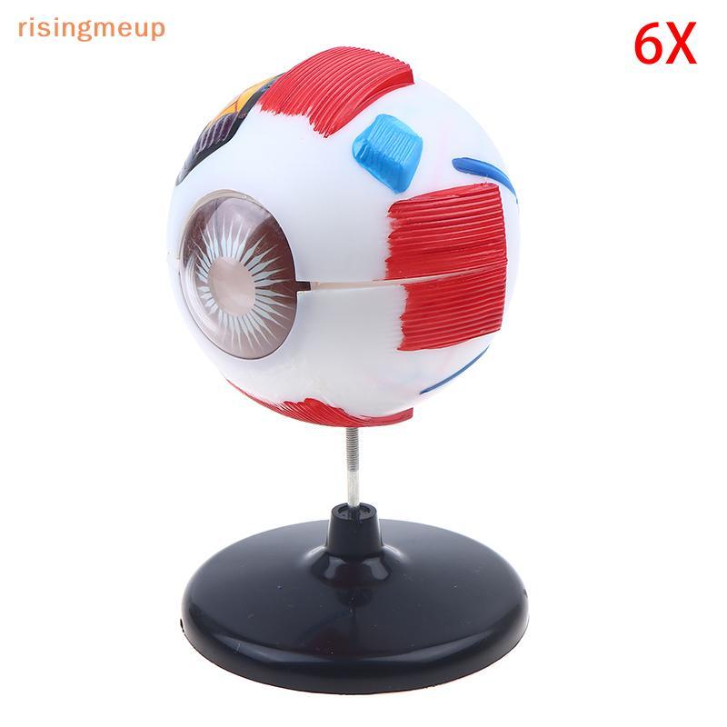 [risingmeup] Eyeball Anatomy Model For Eye Disease Study, 6X Human Eye Anatomy Model Eye Anatomy Mod